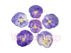 Засахаренный Обезвоженный съедобный цветок "Райский цветок" 6 шт